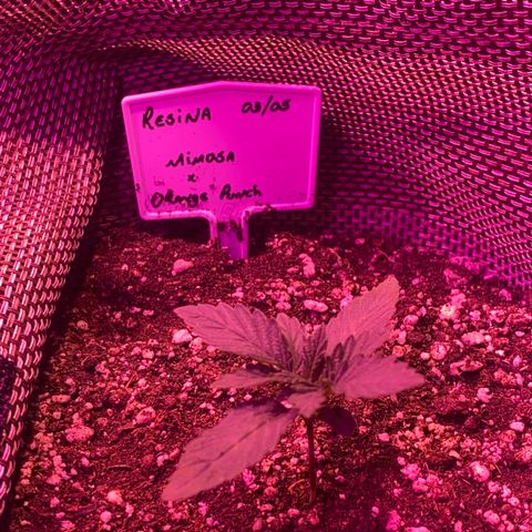 Mimosa x Orange Punch  growlog timeline photo