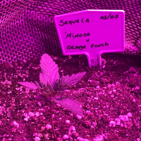 Mimosa x Orange Punch  growlog timeline photo