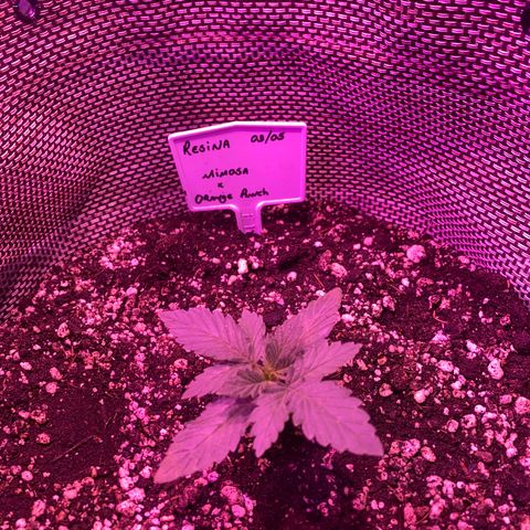 Mimosa x Orange Punch  growlog timeline photo