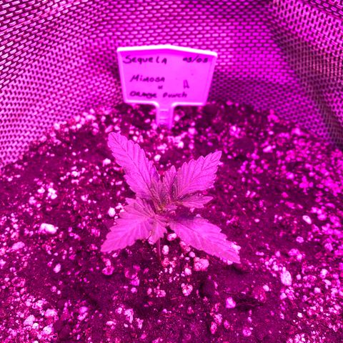 Mimosa x Orange Punch  growlog timeline photo