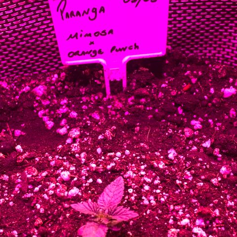 Mimosa x Orange Punch  growlog timeline photo