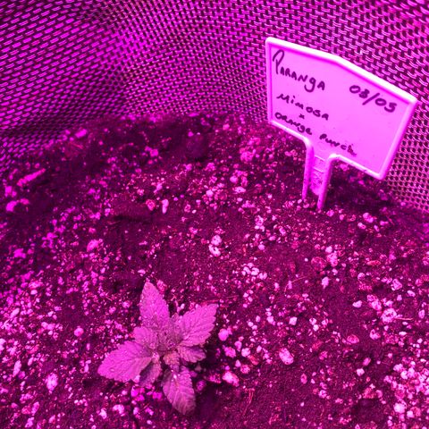 Mimosa x Orange Punch  growlog timeline photo