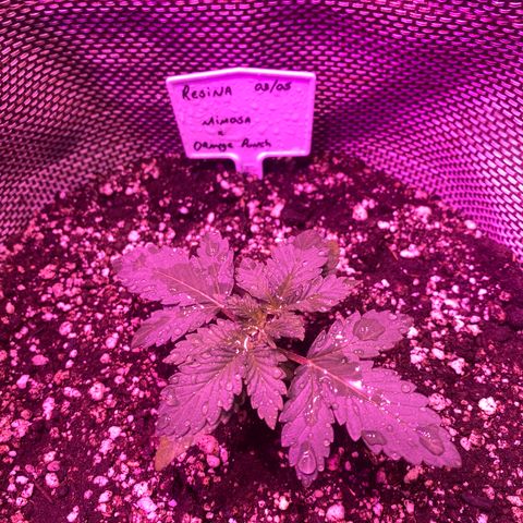 Mimosa x Orange Punch  growlog timeline photo