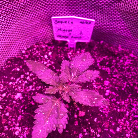 Mimosa x Orange Punch  growlog timeline photo