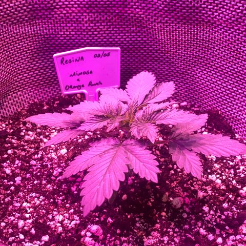 Mimosa x Orange Punch  growlog timeline photo