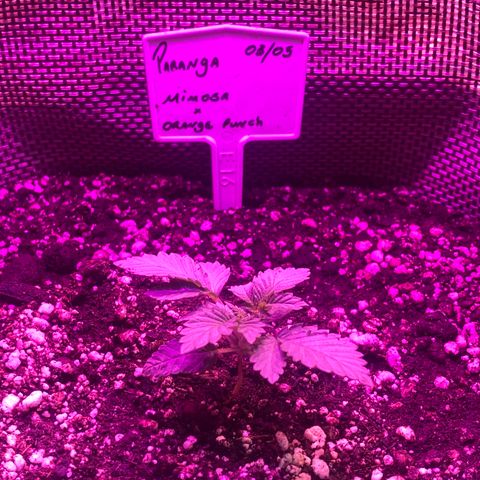 Mimosa x Orange Punch  growlog timeline photo