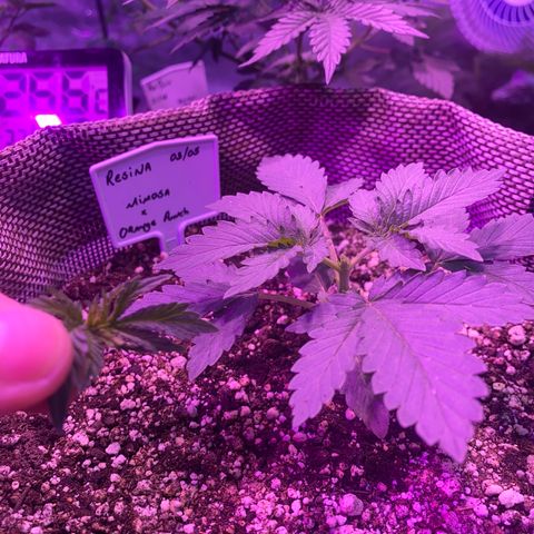Mimosa x Orange Punch  growlog photo: Poda apical no Resina 