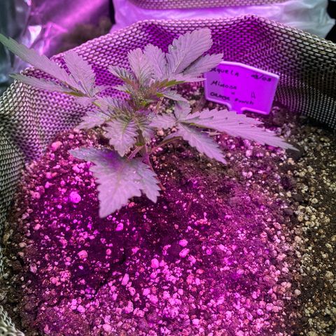 Mimosa x Orange Punch  growlog timeline photo