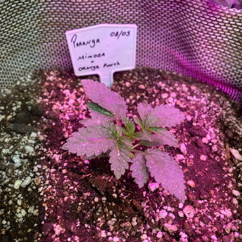 Mimosa x Orange Punch  growlog timeline photo