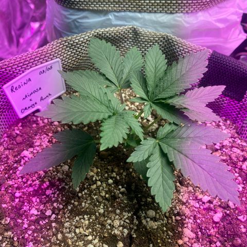 Mimosa x Orange Punch  growlog timeline photo