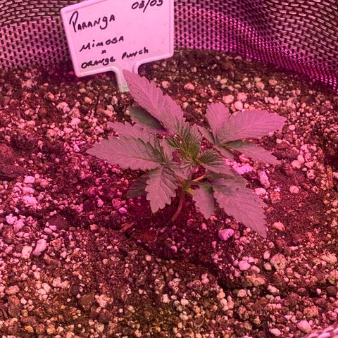 Mimosa x Orange Punch  growlog timeline photo