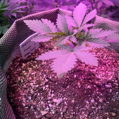 Mimosa x Orange Punch  growlog timeline photo