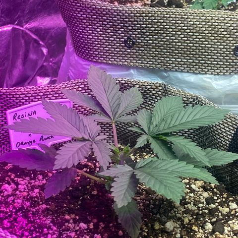 Mimosa x Orange Punch  growlog timeline photo