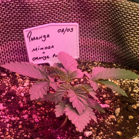 Mimosa x Orange Punch  growlog timeline photo