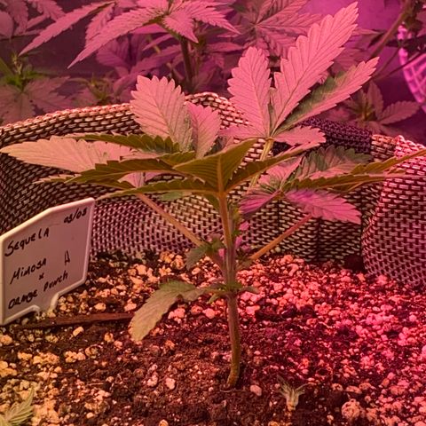 Mimosa x Orange Punch  growlog timeline photo