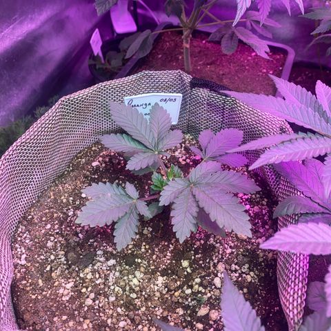 Mimosa x Orange Punch  growlog timeline photo