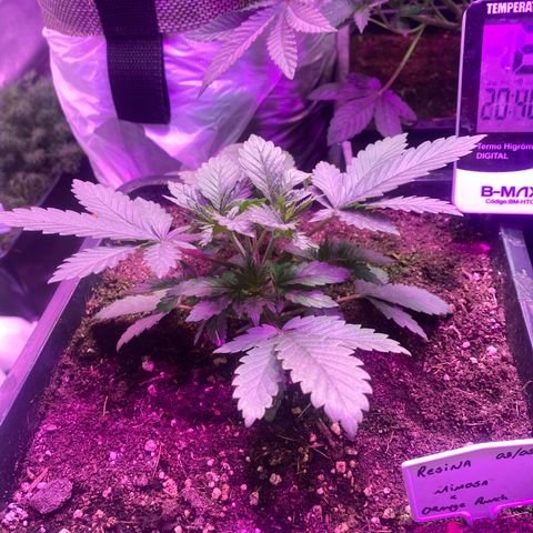 Mimosa x Orange Punch  growlog timeline photo