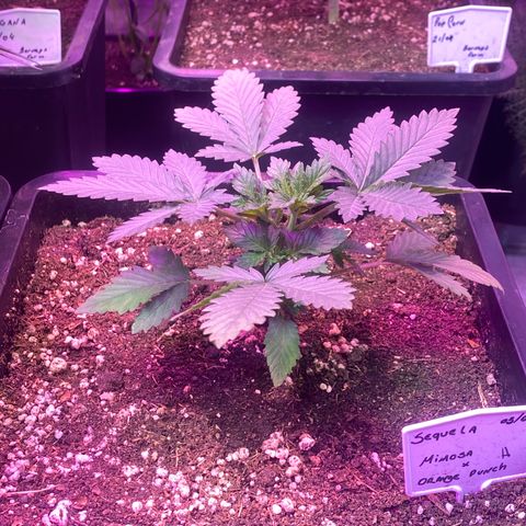 Mimosa x Orange Punch  growlog timeline photo
