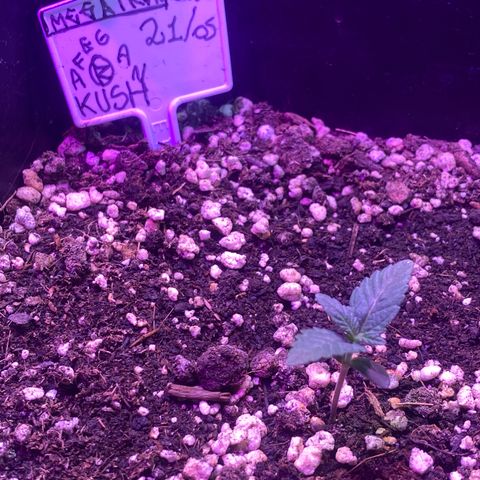 Afghan Kush Auto  growlog timeline photo