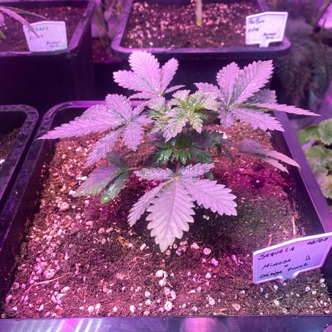 Mimosa x Orange Punch  growlog timeline photo