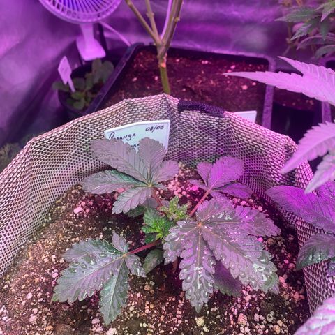 Mimosa x Orange Punch  growlog timeline photo