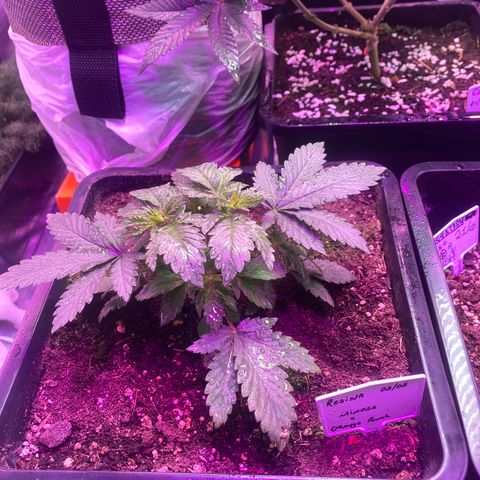 Mimosa x Orange Punch  growlog timeline photo