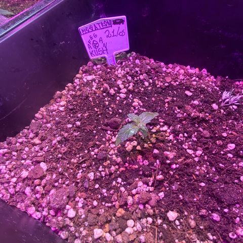 Afghan Kush Auto  growlog timeline photo