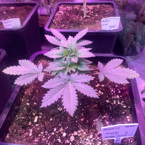 Mimosa x Orange Punch  growlog timeline photo