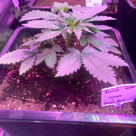 Mimosa x Orange Punch  growlog timeline photo