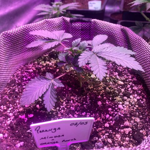 Mimosa x Orange Punch  growlog timeline photo
