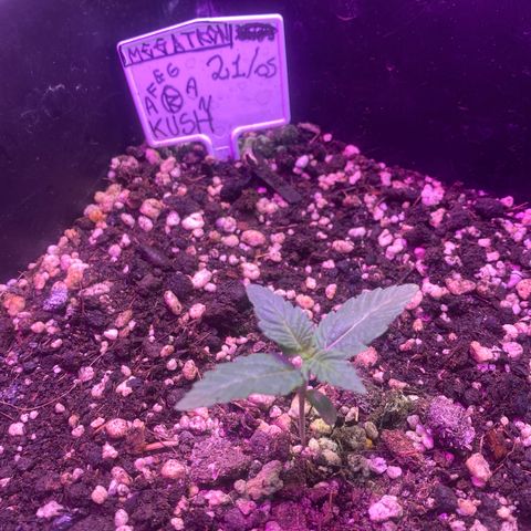 Afghan Kush Auto  growlog timeline photo