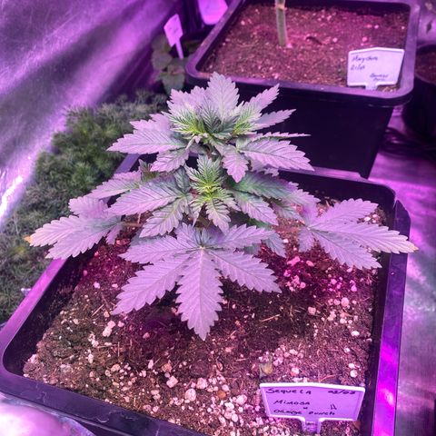 Mimosa x Orange Punch  growlog timeline photo
