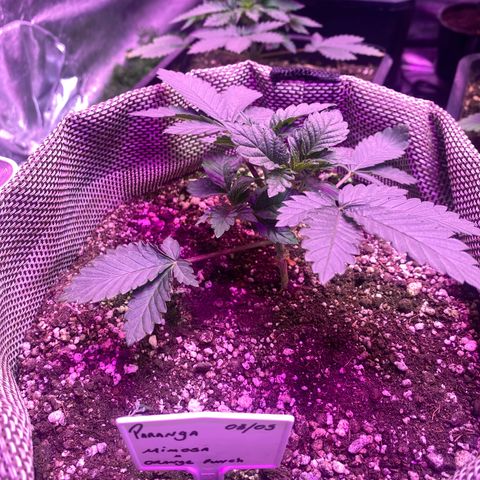Mimosa x Orange Punch  growlog timeline photo