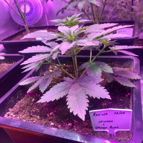 Mimosa x Orange Punch  growlog timeline photo