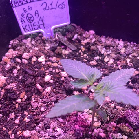 Afghan Kush Auto  growlog timeline photo