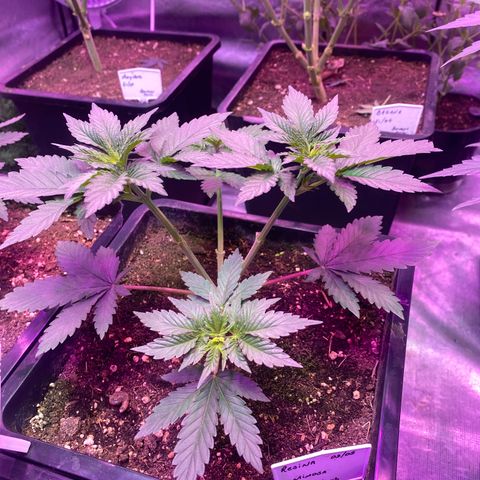 Mimosa x Orange Punch  growlog timeline photo