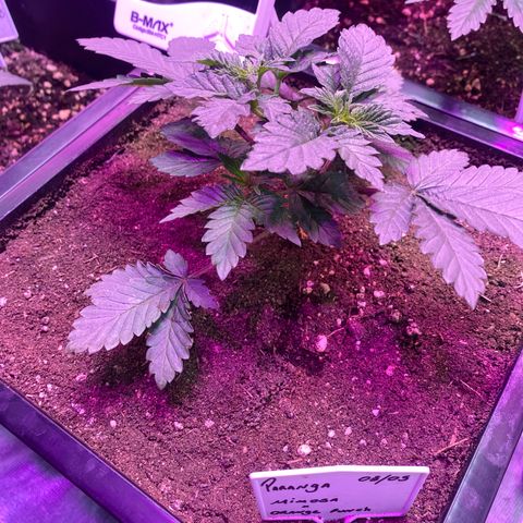 Mimosa x Orange Punch  growlog timeline photo