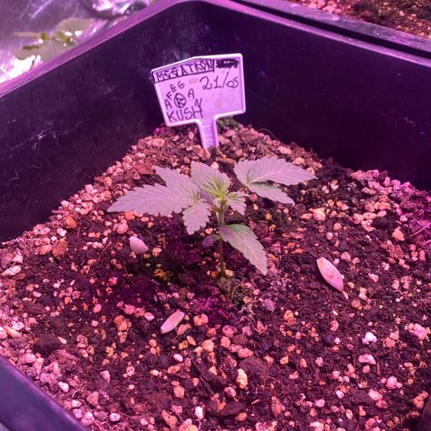 Afghan Kush Auto  growlog timeline photo