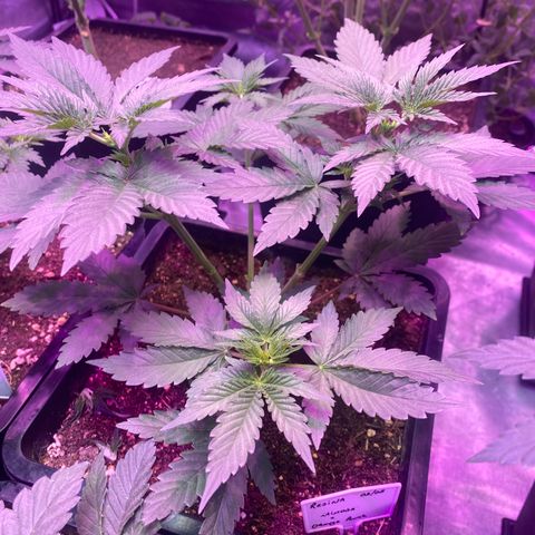 Mimosa x Orange Punch  growlog timeline photo