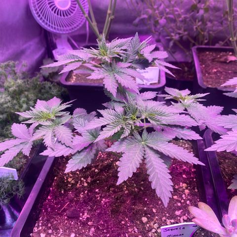 Mimosa x Orange Punch  growlog timeline photo