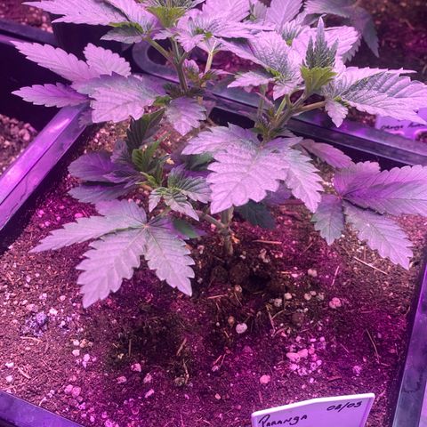 Mimosa x Orange Punch  growlog timeline photo