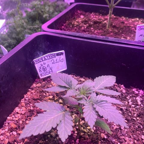 Afghan Kush Auto  growlog timeline photo