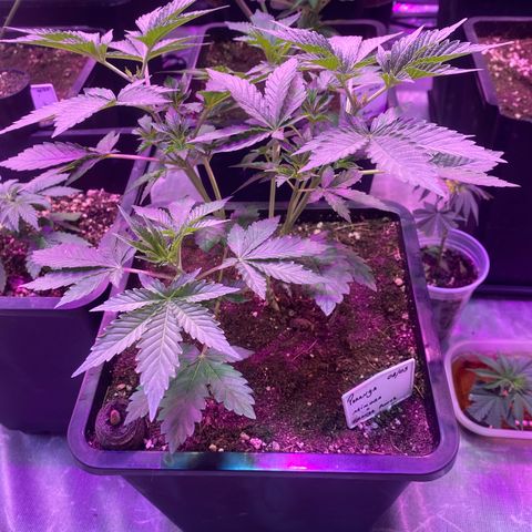 Mimosa x Orange Punch  growlog timeline photo