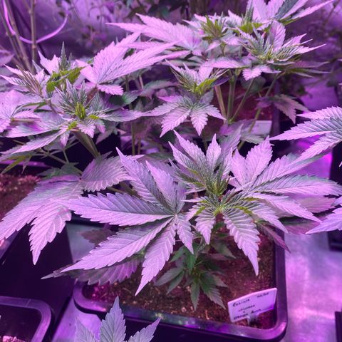 Mimosa x Orange Punch  growlog timeline photo