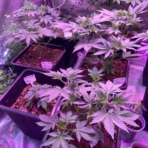 Mimosa x Orange Punch  growlog timeline photo