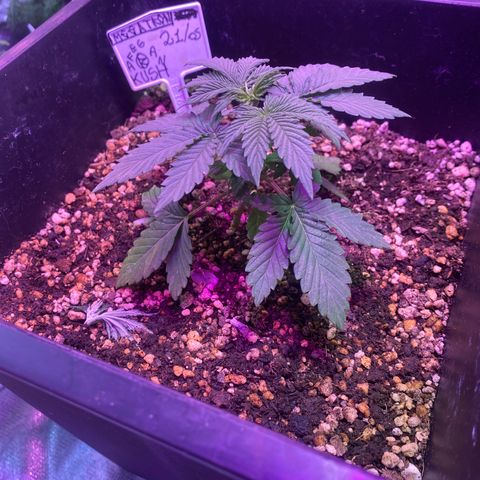 Afghan Kush Auto  growlog timeline photo
