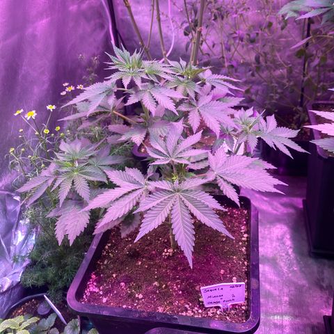 Mimosa x Orange Punch  growlog timeline photo