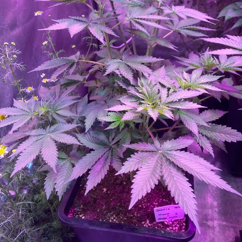 Mimosa x Orange Punch  growlog timeline photo