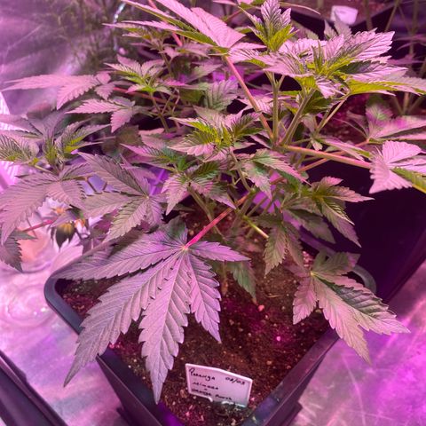Mimosa x Orange Punch  growlog timeline photo