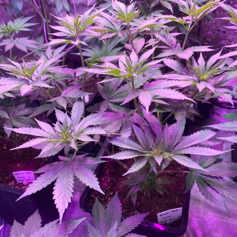 Mimosa x Orange Punch  growlog timeline photo